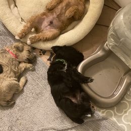 Schnoodle Puppies from Noodle Tings Puppies