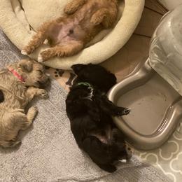Schnoodle Puppies from Noodle Tings Puppies