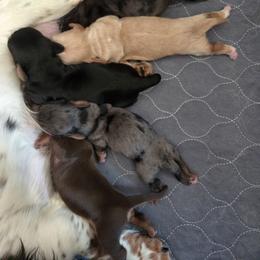 Silver Dapple Female - Dapple female Dachshund puppy in Reedsville, Pennsylvania from Leanna's Labradors and Miniature Dachshunds