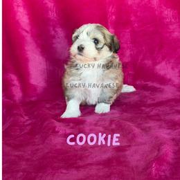 COOKIE - Fawn sable female Havanese puppy in Fielding, Utah from LUCKY HAVANESE