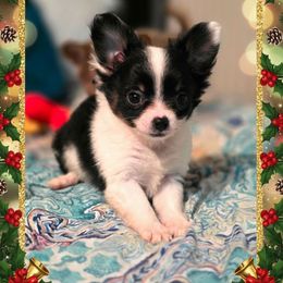 Mistletoe - Black and white female Chihuahua puppy in Demorest, Georgia from Sourpatch Chihuahuas