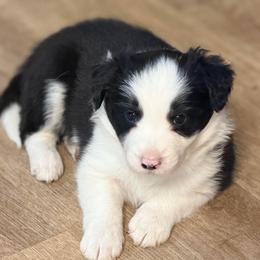 January (Jan) - Black and white female Border Collie puppy in Lebanon, Oregon from Cahill’s Canines