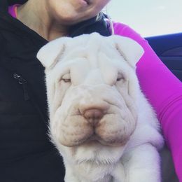 Chinese Shar-Pei Puppies from Polka Pei Chinese Shar Pei