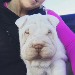 Chinese Shar-Pei Puppies from Polka Pei Chinese Shar Pei