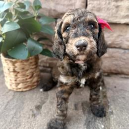 Girl 3 - Brown female Poodle puppy in Mc Bain, Michigan from The Dog House