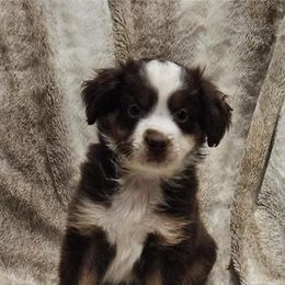 Herbie - Red tri Miniature Australian Shepherd puppy in Bethany, Connecticut from Tini Thyme Mini Aussies