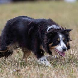 Bloom - Border Collie