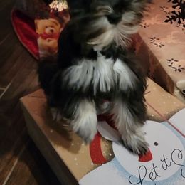 Miniature Schnauzer Puppies from Dees Schnauzers