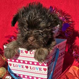 Hershey Kisses - Chocolate male Havanese puppy in Vinita, Oklahoma from Locust Creek Shih Tzu & Havanese