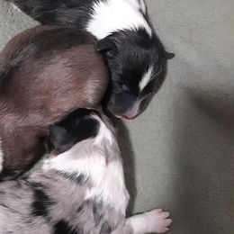 Shetland Sheepdogs from RimRanch Shelties