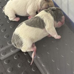 French Bulldog Puppies from Pardon My French Exquisite French Bulldogs