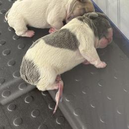 French Bulldog Puppies from Pardon My French Exquisite French Bulldogs