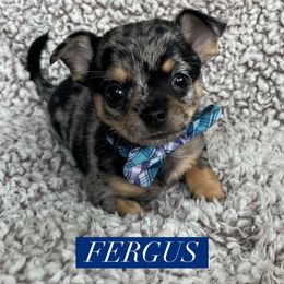 Fergus - Merle male Chihuahua puppy in Augusta, Georgia from Sophia Jade's Chi Brigade