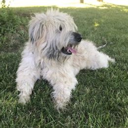 Duke - Soft Coated Wheaten Terrier