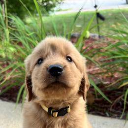 Golden Retriever Puppies from Clover Creek Goldens