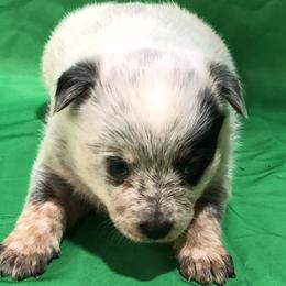 L63-06 - Blue female Australian Cattle Dog puppy in Sheridan, Oregon from 6pk Cattledogs