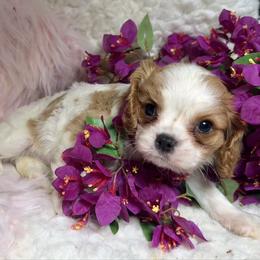 Shimmer - Blenheim female Cavalier King Charles Spaniel puppy in Conway, Missouri from Jordan  Harrison