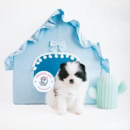 Pomeranian Puppies from Country Life Pomeranians
