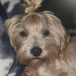 Malani - Yorkshire Terrier