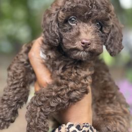 Cockapoo Puppies from Raisingcockapoos