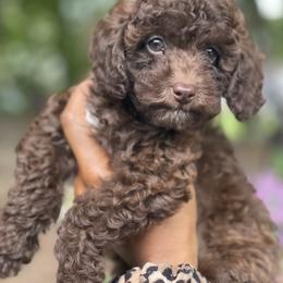 Cockapoo Puppies from Raisingcockapoos