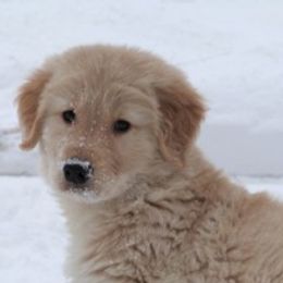 Golden Retrievers from Rosebrook Goldens