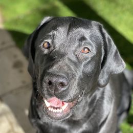 Fortune - Labrador Retriever