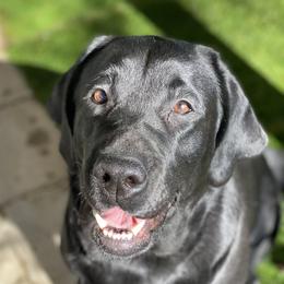 Fortune - Labrador Retriever