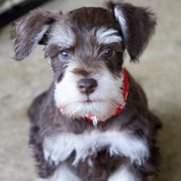 Mr. Redd - Liver male Miniature Schnauzer puppy in Pensacola, Florida from Reservoir Dogs