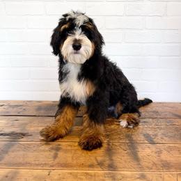 Bowie - Bernedoodle