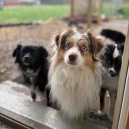 Teddy Graham - Toy Australian Shepherd