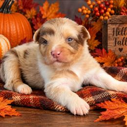 Silk - Red merle female Australian Shepherd puppy in Fultonville, New York from Sandy Aussies, Mini Dachshunds & Pomeranians