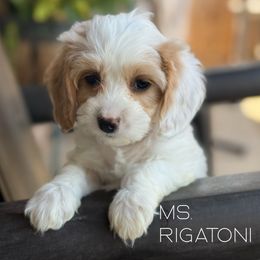 Rigatoni - Blenheim female Cavapoo puppy in Sacramento, California from Dandy Doodles Goldendoodles