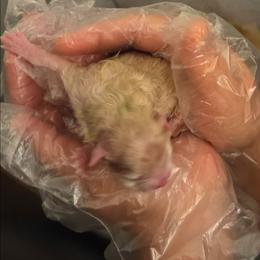 Bambi - Cream female Pomeranian puppy in Fort Worth, Texas from Picture Perfect Poms