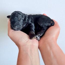 Girl 1 - Phantom female Bernedoodle puppy in Pottstown, Pennsylvania from Willow-Be Doodles