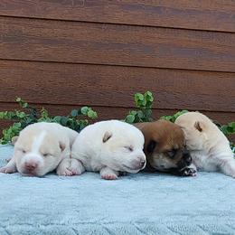 Shiba Inu puppies from Adorable-Puppies