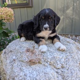 Rose - Tri-color female Bernedoodle puppy in Beach City, Ohio from Blue Cloud Doodles