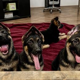 Girl 2 - Black and tan female German Shepherd puppy in Columbia, Maryland from Baskerville Shepherds