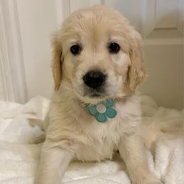 Minnow - Light golden female Golden Retriever puppy in Seville, Ohio from Retriever Ranch