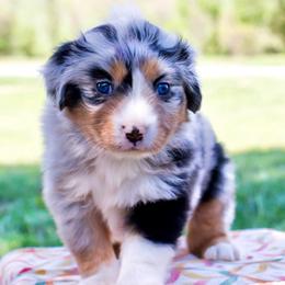 Lexi's Blue Merle with a Tail - Blue merle female Miniature Australian Shepherd puppy in Burkesville, Kentucky from Bline’s Awesome Aussies & Doxies at the Bline Family Farm