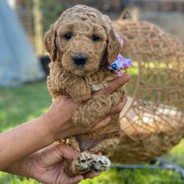 Honey - Cream female Goldendoodle puppy in Bakersfield, California from Cisneros Goldendoodles