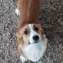 Jewel - Pembroke Welsh Corgi