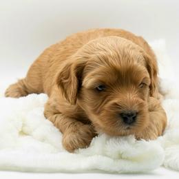Sparrow - Red female Cavapoo puppy in Columbus, Montana from Comfort Doodle