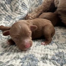 Beck - Red male Cavapoo puppy in Glendale, Arizona from Dashing Dogs