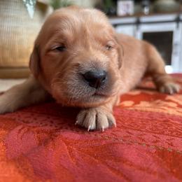 Light Blue - Golden male Golden Retriever puppy in Bonanza, Oregon from Gold 'N Dust Ranch