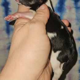 Great Dane and Miniature Schnauzer Puppies from Clouser's Bodacious Danes