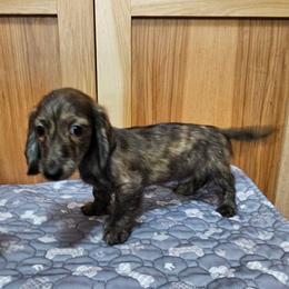 Atlas - Cream male Dachshund puppy in Cherry Tree, Oklahoma from Peavine Creek Dachshunds