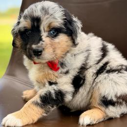 Red collar - Blue merle male Miniature Australian Shepherd puppy in 32046, Florida from River Hill Ranch