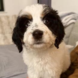 Malibu - Tri-color female Bernedoodle puppy in Anchorage, Alaska from Anchorage Bernedoodles