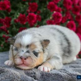 Vienna - Blue and tan parti female Pomeranian puppy in Bremen, Indiana from AMS Pomeranians and Pomskies in Indiana